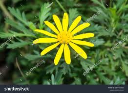 Image result for Euryops chrysanthemoides