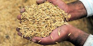 A tribute to classical thrillers like silent hill or twin peaks. Students Use Rice Husks To Build Affordable Homes In The Philippines