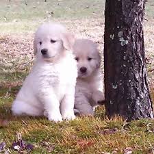 If you are unable to find your golden retriever puppy in our puppy for sale or dog for sale sections, please consider looking thru thousands of golden retriever dogs for adoption. Gold Rush Goldens Home Facebook