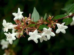 Image result for Acalypha sonderiana