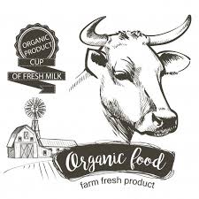 Cows Head Hand Drawn In A Graphic Style Premium Vector Freepik Vector Background Logo Food Vintag Cow Head Engraving Illustration How To Draw Hands