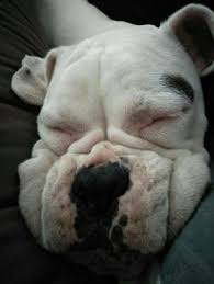 Maybe you would like to learn more about one of these? Pet Sitter In Glennie Avenue Oakleigh South Victoria Melbourne Love And Care Dog Walking Animal Sitting Services Petbacker