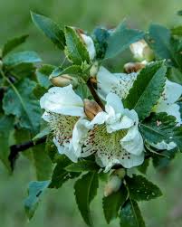 Image result for Cunoniaceae