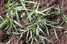 Image result for Panicum pilgeri