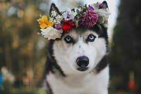 Flower based white dog names. 17 Flower Dog Names