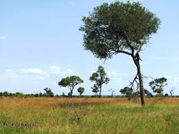 Image result for Hyperthelia dissoluta