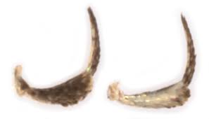 Image result for Bryotropha similis