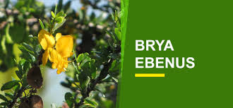 Image result for Brya