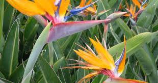 Bird Of Paradise Fly Up Your Nose Hugedomains Com