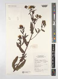 Image result for Guizotia