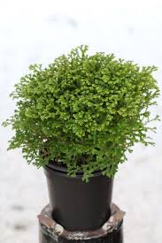 Image result for Selago cecilae