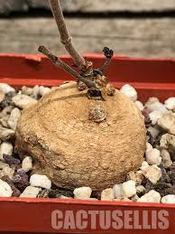 Image result for Raphionacme globosa