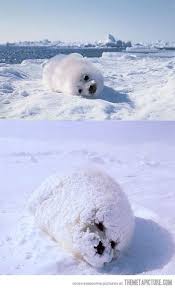 Seal Do A Barrel Roll Cute Animals Animals Beautiful Cute Baby Animals