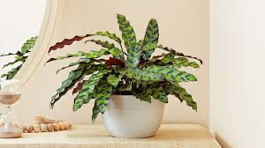 Image result for calathea