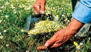 Anyone may join the american herbalists guild (ahg) online as a general member. Learn The Basics Of Becoming An Herbalist Hobby Farms