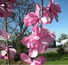 Image result for Magnolia sargentiana