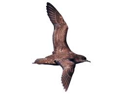 Image result for Turraea vogelii