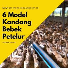 Check spelling or type a new query. Model Kandang Bebek Petelur Modern Beternakdirumah