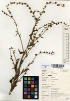 Image result for Cynoglossum lanceolatum