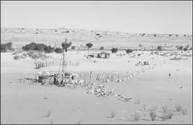 Image result for Panicum kalaharense