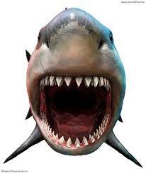 Megalodon Facts For Kids Adults The World S Biggest Ever Shark Great White Shark Drawing Megalodon Shark Bites