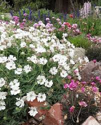 Image result for Silene