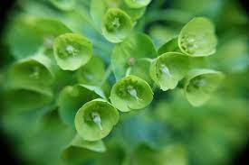 Bells Of Ireland Macro Photography Flowers Flower Meanings Flowers Photography Beautiful