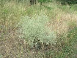 Image result for Emilia jeffreyana