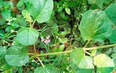 Image result for Boerhavia diffusa