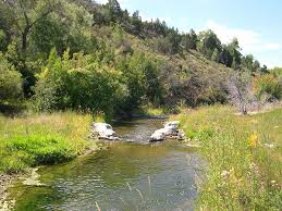 Typical Riparian Plant Community Association Rain Garden Plants Outdoor