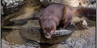 We did not find results for: Shocking Footage From Mink Gassing Minks Dying In Agony On A Polish Farm Eurogroup For Animals