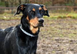 This black and brown dog looks like he means business. Black And Brown Dogs What Kind Of Dog Is Black And Tan