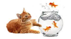 Digital wallpaper background for your phone! Hd Cat And Fish Wallpapers Peakpx
