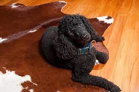 If you're wondering how to clean a cowhide rug, we've got the. Cowhide Cleaning Treat Cat Or Dog Pee Urine Smells On Cowhide Rugs