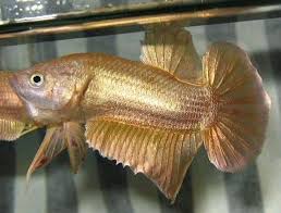 Super Gold King Betta Kingaquarior Weebly Com Betta Fish Betta Fish
