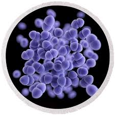 Image result for Vancomycin Resistant Enterococcus