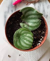 Maybe you would like to learn more about one of these? How To Propagate A Watermelon Peperomia Leaf And Paw