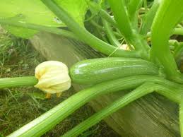 If left to its own accord, your average zucchini would grow to be as big as a baseball bat. Fried Zucchini Sex Soup And 2 Fisted Eating