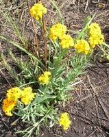 Image result for Gnidia chrysantha