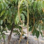 Image result for Markhamia tomentosa