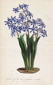 The specific epithet bifolia means twin leaved. Antiquariat Steffen Volkel Gmbh Scilla Bifolia Var Purpureo Caerulea Alpine Squill Zweiblattriger Blauster