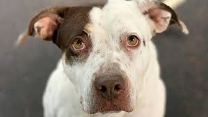 Due to covid 19, we encourage you to check the status of any indianapolis establishment prior to visiting. Iacs Will Hold Late Night Adopt A Thon