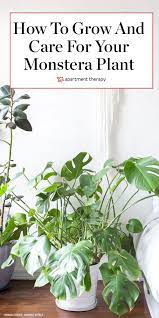 How To Care For The Forever Trendy And Tropical Monstera Deliciosa Plant Care Houseplant Philodendron Plant Monstera Plant Care