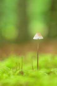 Image result for Pycreus gracillimus