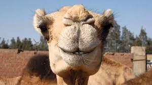 And then you will find that the sun and the wind, and the djinn of the garden too, have lifted the humpthe horrible humpthe hump that is black and blue! Plaint Of The Camel English Quizizz