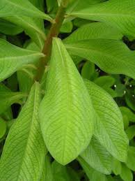 Image result for Euphorbia grantii