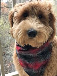 Like doodle.com, but p2p because it's the poodle is a dog breed that comes in three varieties: Royal F1b Goldendoodle Timberidgegoldendoodles 6 Months Old Royal Doodle Teddy Bear Goldendoodle Goldendoodle Dog Food Recipes