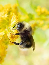 Bumble bee treatments for the yard and garden ^. California Farmers Relieved Bumble Bees Not Listed As Endangered For Now Orchards Nuts Vines Capitalpress Com
