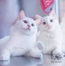 Black and White Cat Breeds: Easy-to-Follow Guide