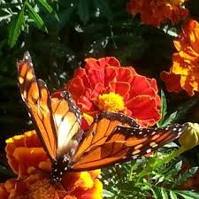 Susan Bernauer (@sueflysue)